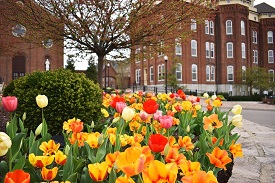 UD campus with bright tulips